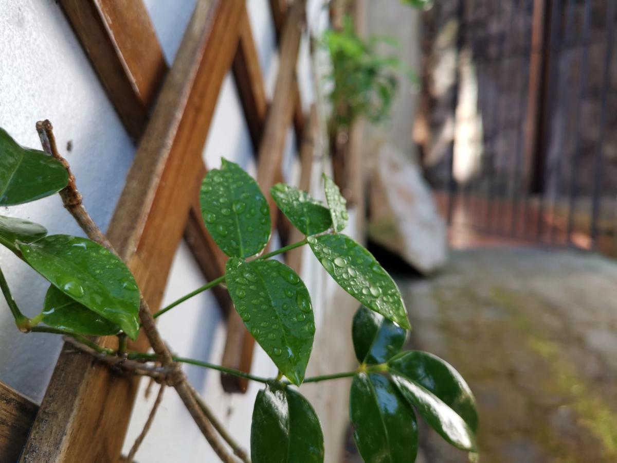 O Refugio - Espaco Natural, Amplo E Privado Angra do Heroísmo Εξωτερικό φωτογραφία